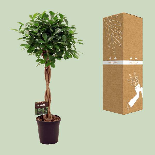 Chinesische Feige - Ficus Micr. Moclame - Zimmerpflanze - Ø23cm - ↕110cm 