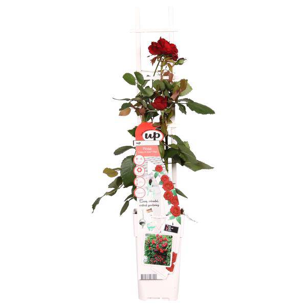 Rote Rose - Rosa Crazy in love 'Red' - Ø15cm - ↕65cm 