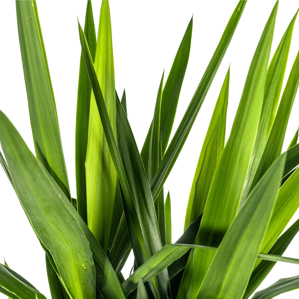 Riesen-Palmlilie - Yucca Elephantipes - Zimmerpflanze - Ø27cm - ↕160cm – Pflegeleicht & robust 