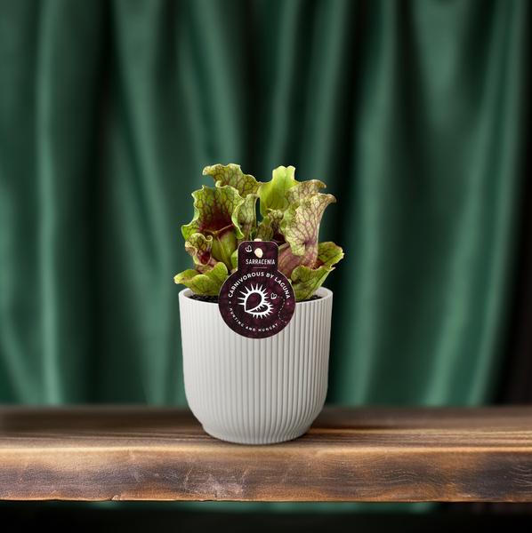 Schlauchpflanze Sarracenia – Fleischtfressende Zimmerpflanze Ø12 cm – ca. 20 cm hoch – Exotisches Design – Luftreinigend & pflegeleicht 