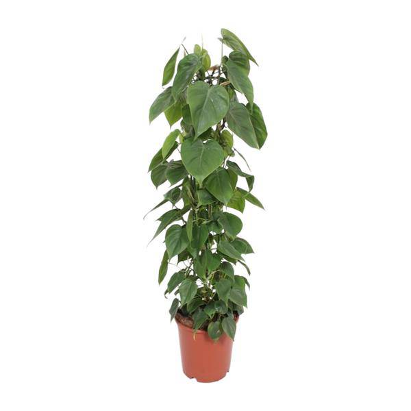 Baumfreund - Philodendron Scandens - Zimmerpflanze - Ø24cm - ↕120cm 