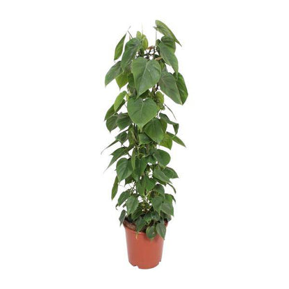 Baumfreund - Philodendron Scandens - Zimmerpflanze - Ø24cm - ↕120cm 