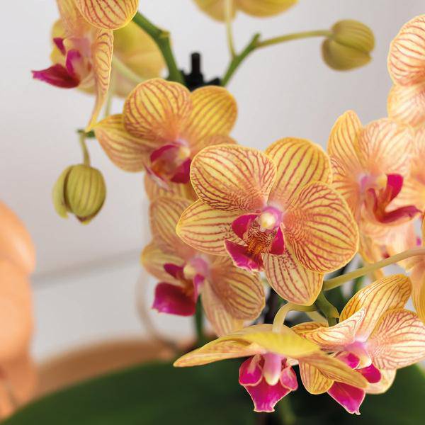 Phalaenopsis Orchidee Orange mit Grünpflanze im Candy Ziertopf auf weißem Bio-Tablett – Zimmerpflanzen Set – Geschenkidee – Dekoration 