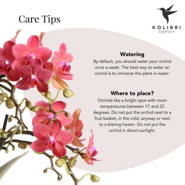 Rote Phalaenopsis-Orchidee Kongo – Blühende Zimmerpflanze – Ø9cm – 2–3 kräftige Zweige – Multiflora-Blüten – Perfekt für Couchtisch & Deko 