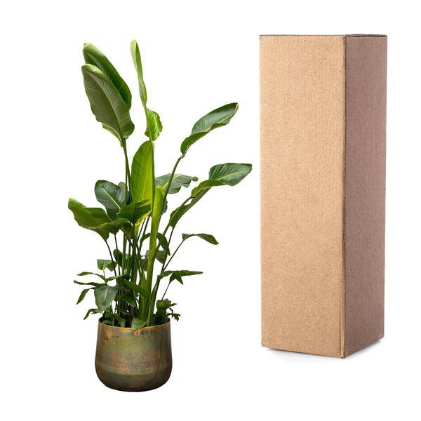 Strelitzia Nicolai – Baumstrelitzie – Zimmerpflanze 250cm – Ø40cm – Weißer Paradiesvogel mit großen grünen Blättern – Exotische tropische Kübelpflanze – Für helle Innenräume & geschützte Außenbereiche 