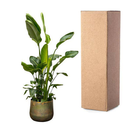 Strelitzia Nicolai – Baumstrelitzie – Zimmerpflanze 250cm – Ø40cm – Weißer Paradiesvogel mit großen grünen Blättern – Exotische tropische Kübelpflanze – Für helle Innenräume & geschützte Außenbereiche 