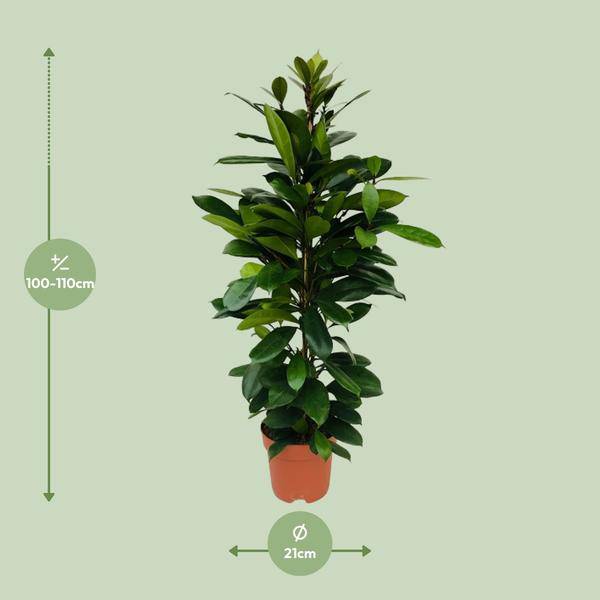 Afrikanischer Feigenbaum Ficus Cyathistipula – Zimmerpflanze – Ø21cm – 105cm Höhe – luftreinigend – pflegeleicht – exotisches Blattgrün 