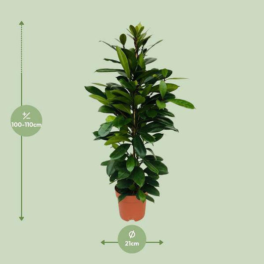 Afrikanischer Feigenbaum Ficus Cyathistipula – Zimmerpflanze – Ø21cm – 105cm Höhe – luftreinigend – pflegeleicht – exotisches Blattgrün 