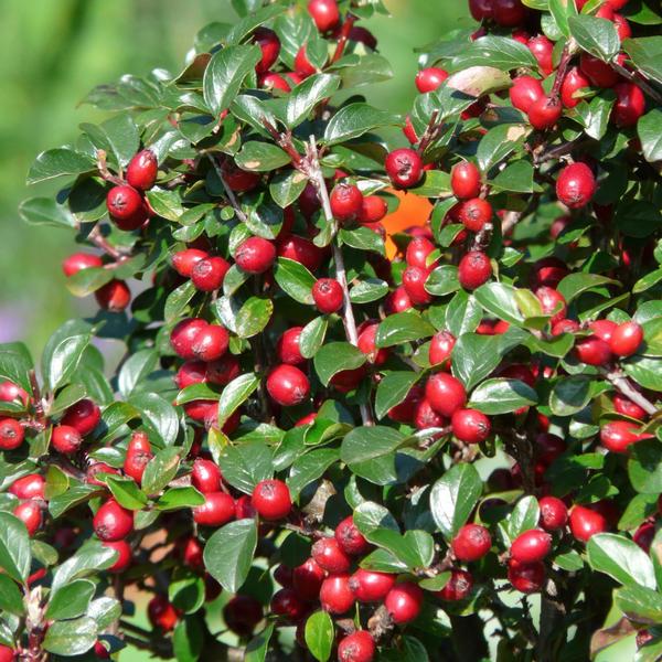 Teppichmispel Cotoneaster dammeri 'Major' – 6 Pflanzen – ↕25cm – Ø9cm – Bodendecker – Blühend & pflegeleicht – Sonne & Schatten 