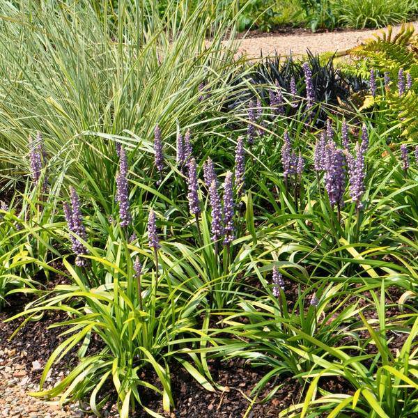 Liriope muscari 'Ingwersen' – Glöckchentraube – Immergrüne Staude – Ø14cm – ↨25-30cm – 3 Pflanzen– Bodendecker für Schatten & Halbschatten 
