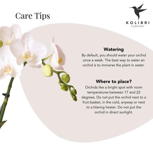 Phalaenopsis Orchidee Weiß – Amabilis – Ø9cm x H40cm – Le Chic Deko-Topf Silber – Blühende Zimmerpflanze mit 2–3 Zweigen – Eleganter Blumentopf für stilvolles Wohnen 