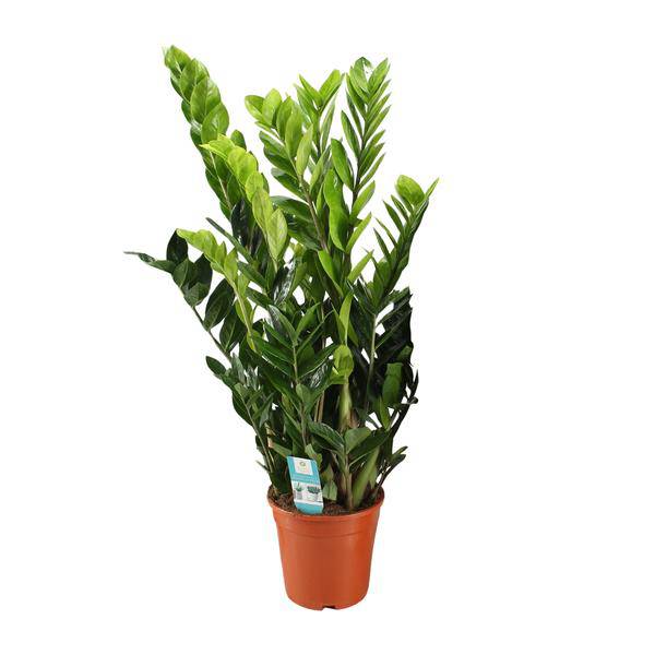 Glücksfeder - Zamioculcas Zamiifolia - Zimmerpflanze - Ø21cm - ↕95cm 