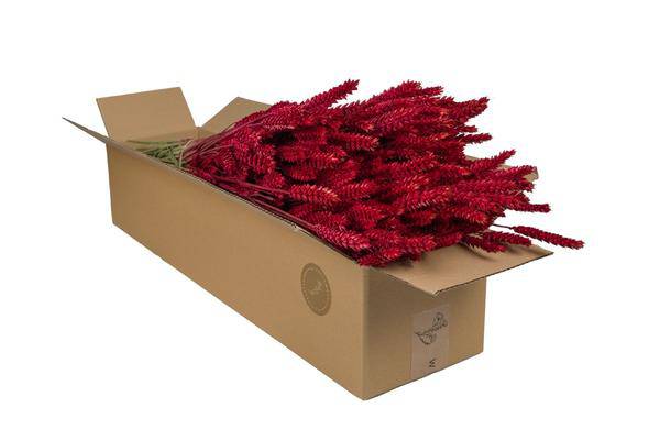 Getrocknete Blumen – Weizen (Triticum) – Rot – 4 Sträuße – ↕60cm – Dekorative Trockenblumensträuße – Langlebig & pflegeleicht – Rustikale Deko für Vase Tisch Wand 