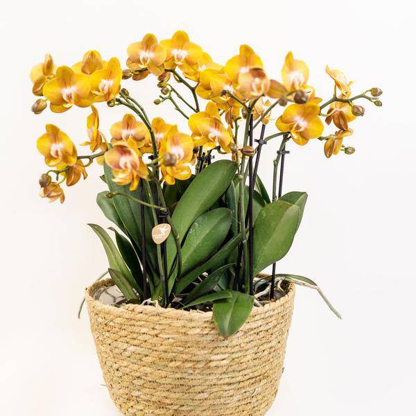 Einlage mit Wasserreservoir für Orchideenschale – Bewässerungssystem für Kolibri-Orchideen – 1x12cm + 2x9cm Töpfe – inkl. WaterWicks – Ø25cm – Ideal für Schilf- und Baumwollkörbe 