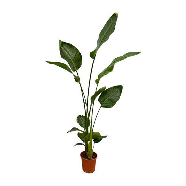 Strelitzia Nicolai – Baum-Strelitzie – 2 Stück – Zimmerpflanzen ca. 130cm – ø17cm – Weißer Paradiesvogel – Tropische XL-Grünpflanzen für Wohnzimmer, Büro & Wintergarten 
