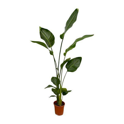 Strelitzia Nicolai – Baum-Strelitzie – 2 Stück – Zimmerpflanzen ca. 130cm – ø17cm – Weißer Paradiesvogel – Tropische XL-Grünpflanzen für Wohnzimmer, Büro & Wintergarten 