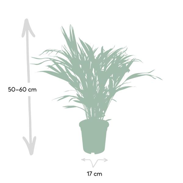 Goldfruchtpalme – Dypsis Lutescens – Areca Palme – Zimmerpflanze – Ø17cm ↕60cm – Luftreinigend – Tropisches Flair – Pflegeleicht – Halbschatten 