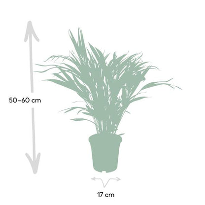 Goldfruchtpalme – Dypsis Lutescens – Areca Palme – Zimmerpflanze – Ø17cm ↕60cm – Luftreinigend – Tropisches Flair – Pflegeleicht – Halbschatten 