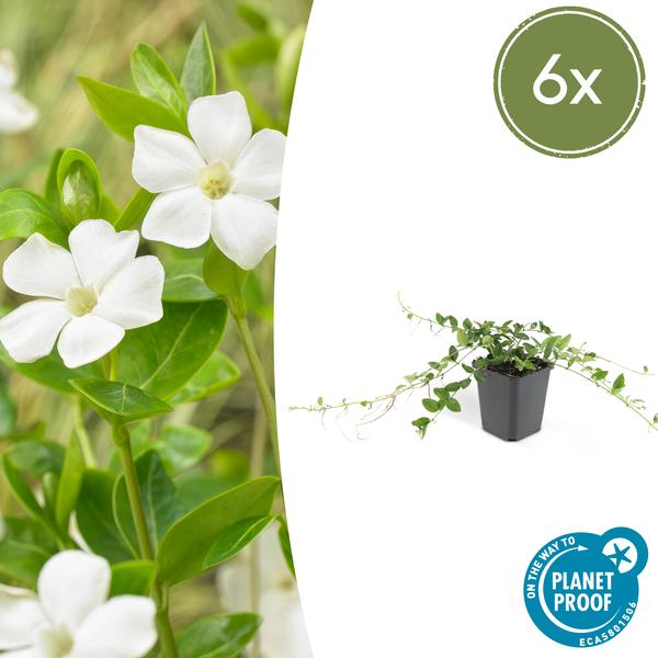 Immergrün – Vinca minor 'Alba' – ↕10-25cm – Ø9cm – 6 Pflanzen – Bodendecker mit weißen Blüten – Pflegeleicht & sonnig/schattig 