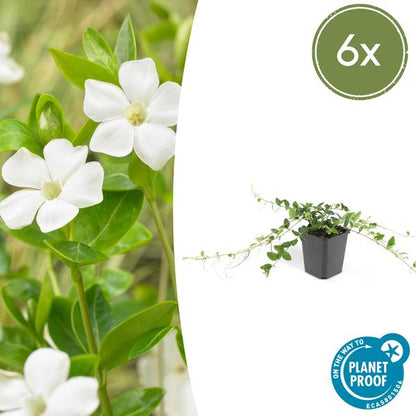 Immergrün – Vinca minor 'Alba' – ↕10-25cm – Ø9cm – 6 Pflanzen – Bodendecker mit weißen Blüten – Pflegeleicht & sonnig/schattig 