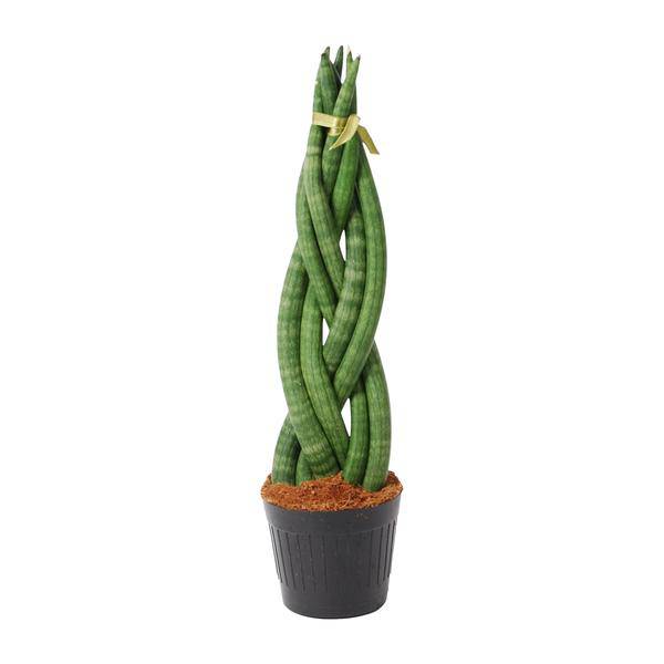 Sansevieria cylindrica Twist – Bogenhanf – pflegeleichte Zimmerpflanze – luftreinigend – ↕40cm – Ø10,5cm 