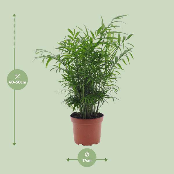 Mexikanische Bergpalme - Chamaedorea Elegans - Zimmerpflanze - Ø17cm - ↕50cm 