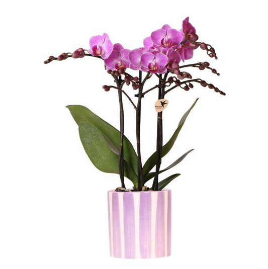 Phalaenopsis Orchidee Vienna Lila + Painted Stripe Topf Lilac Ø9cm - Zimmerpflanze 