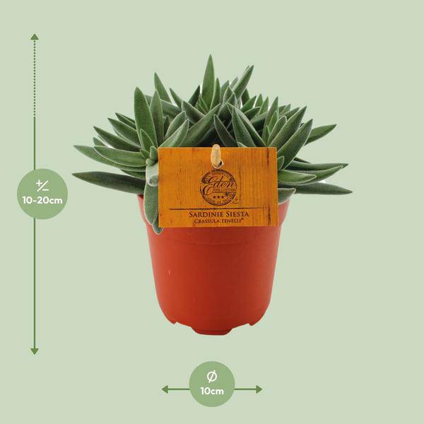 Sukkulente - Crassula Tenelli - Zimmerpflanze - Ø11cm - ↕15cm 