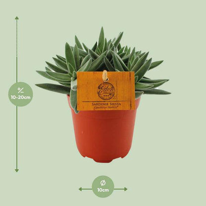 Sukkulente - Crassula Tenelli - Zimmerpflanze - Ø11cm - ↕15cm 
