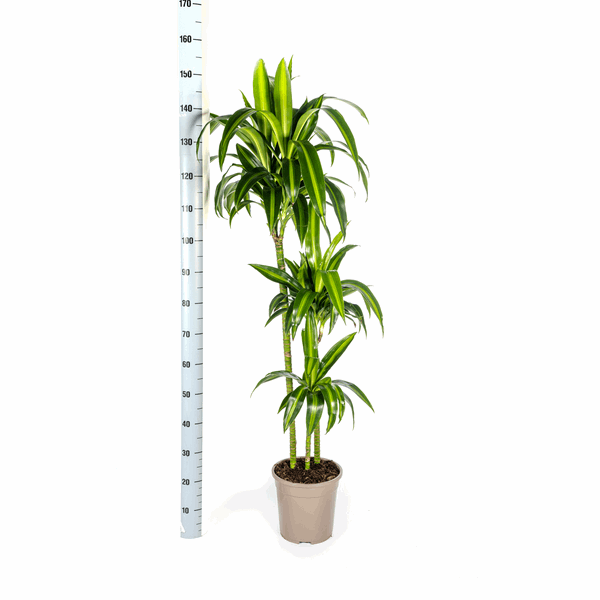 Dracaena Deremensis Hawaiian Sunshine – Drachenbaum – Ø24cm – ↕130-150cm – Tropische Zimmerpflanze mit gelb-grünen Blättern – Pflegeleicht & luftreinigend 