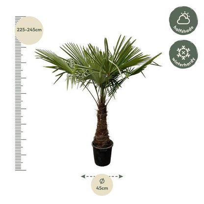 Hanfpalme – Trachycarpus 240cm – Ø45cm – XXL-Palme mit fächerförmigen Blättern – Immergrüne Kübelpflanze für Garten, Terrasse, Wintergarten & Wohnzimmer – Pflegeleicht 