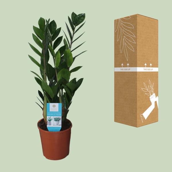 Glücksfeder - Zamioculcas Zamiifolia - Zimmerpflanze - Ø14cm - ↕55cm 