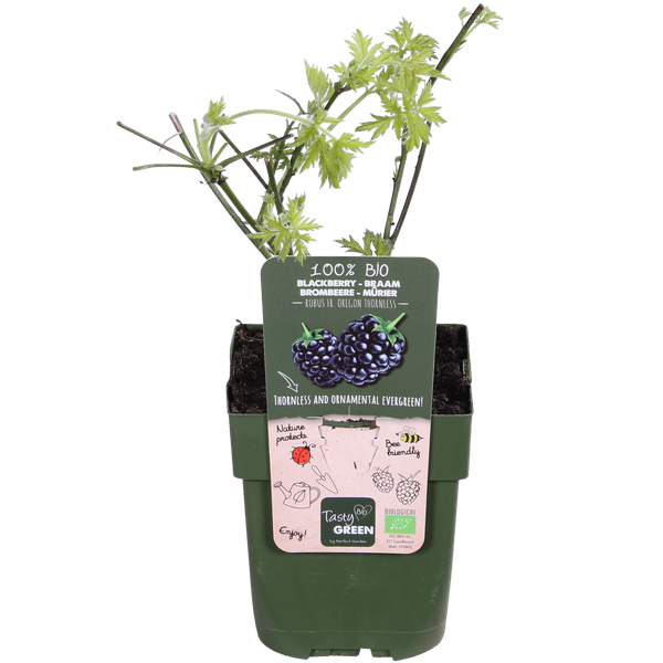 Dornenlose Brombeere - Rubus fruticosus 'Dornenlos Immergrün' - Ø13cm - ↕45cm 