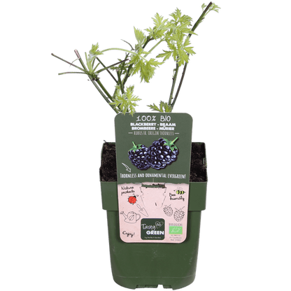 Dornenlose Brombeere - Rubus fruticosus 'Dornenlos Immergrün' - Ø13cm - ↕45cm 