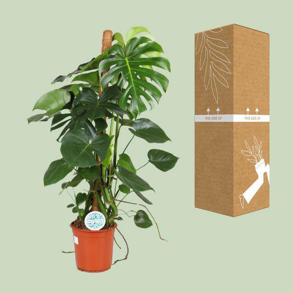 Köstliches Fensterblatt - Monstera Deliciosa - Zimmerpflanze - Ø24cm - ↕105cm 