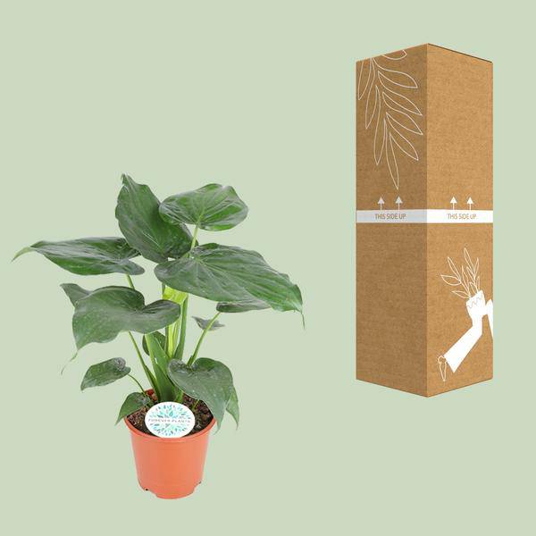 Elefantenohr - Alocasia Cucullata - Zimmerpflanze - Ø21cm - ↕80cm 