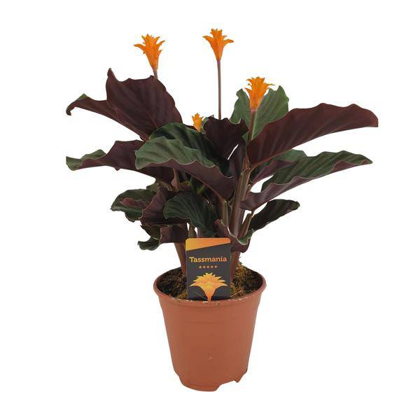 Safran-Korbmarante - Calathea Crocata - Zimmerpflanze - Ø14cm - ↕40cm 