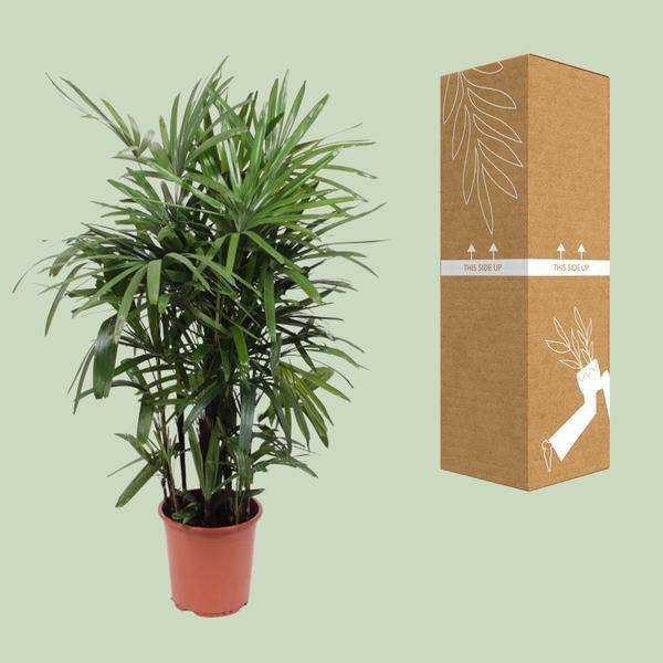 Steckenpalme - Rhapis Excelsa - Zimmerpflanze - Ø27cm - ↕120cm 