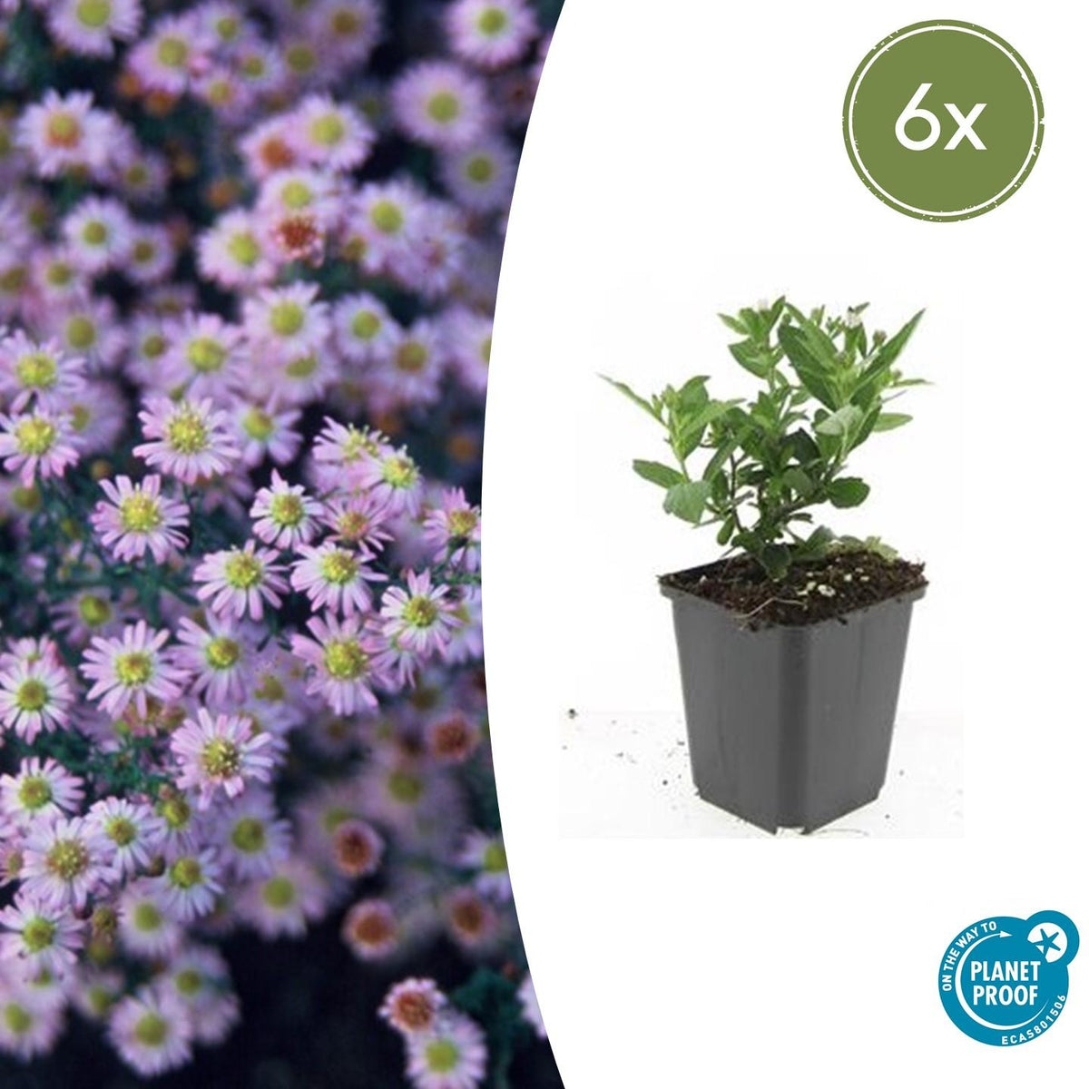 Wild-Aster Aster ageratoides 'Stardust' – ↕10-25cm – Ø9cm – 6 Pflanzen – Weißer Herbstblüher – Bienenfreundlich – Pflegeleicht 