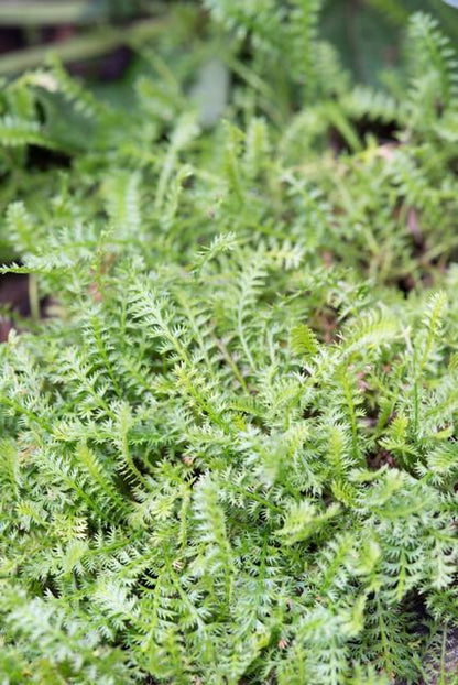 Fiederpolster Leptinella squalida – ↕10-25cm – Ø9cm – 6 Pflanzen – Immergrüner Bodendecker, Farnartige Blätter, Schattentauglich, Pflegeleicht 