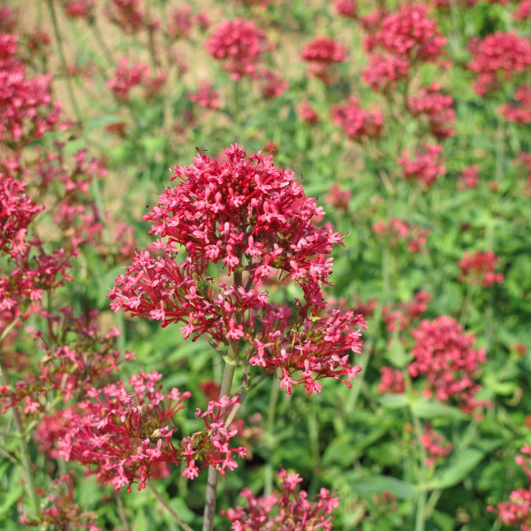 Rote Spornblume Centranthus ruber ‘Coccineus’ – 12 Pflanzen – Sommerblühende Staude – 10-25cm – Ø9cm – Bienenpflanze für sonnige Beete - Oasis of Life
