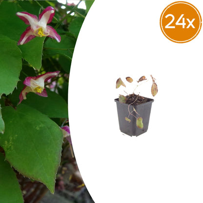 Elfenblume Epimedium rubrum Winterharte Schattenstaude mit rotrosa Blüten Ø9cm 24 Stück