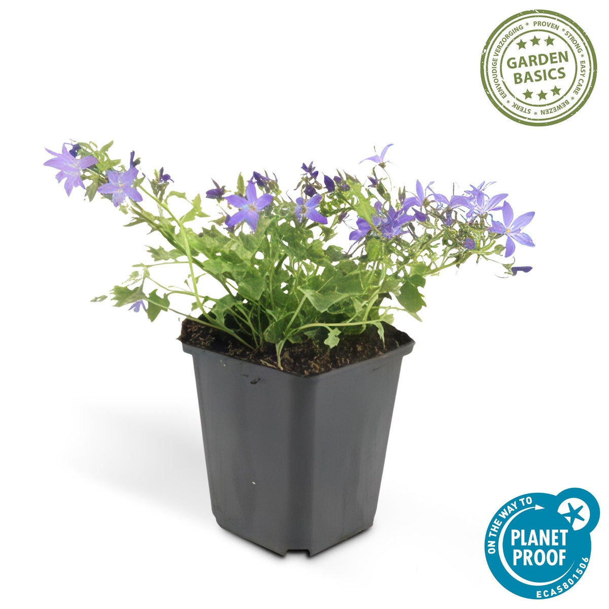 Campanula poscharskyana 'Stella' – Hängepolster-Glockenblume – Blaue Blüten – ↕10-25 cm – Ø9 cm – 6 Pflanzen – Überhängend & pflegeleicht – Für Beete, Mauern & Balkon 