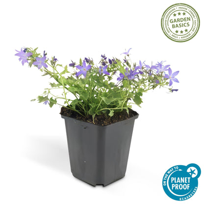 Campanula poscharskyana 'Stella' – Hängepolster-Glockenblume – Blaue Blüten – ↕10-25 cm – Ø9 cm – 6 Pflanzen – Überhängend & pflegeleicht – Für Beete, Mauern & Balkon 