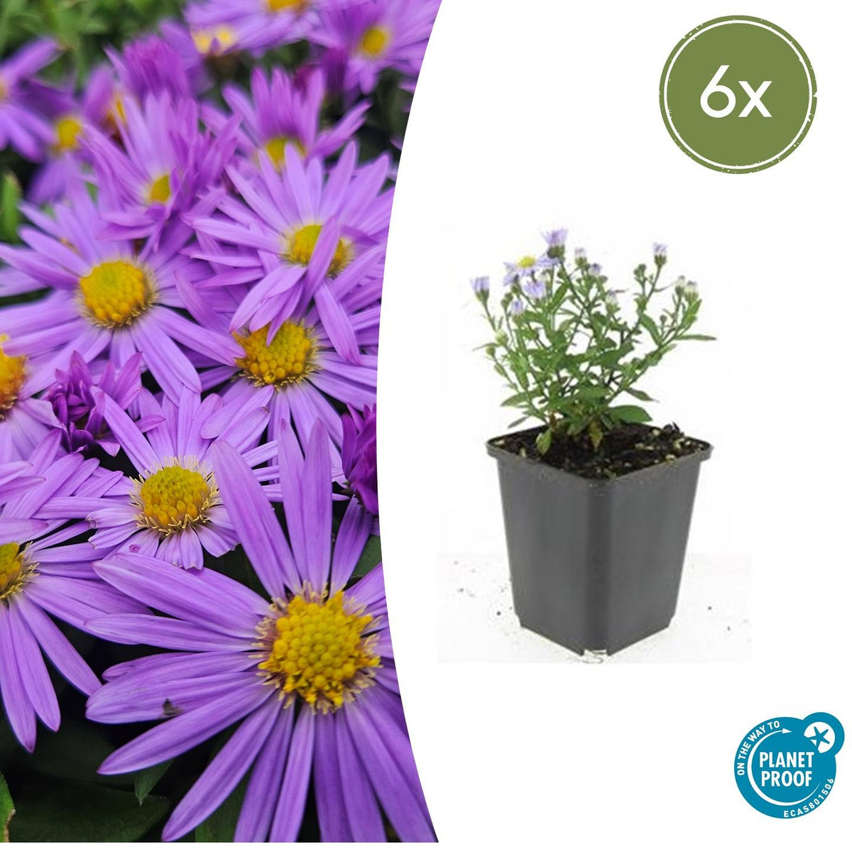 Kissen-Aster Aster (D) 'Prof. Anton Kippenberg' – ↕10-25cm – Ø9cm – 6 Pflanzen – Lila Herbstblüte – Pflegeleicht – Beete & Töpfe 