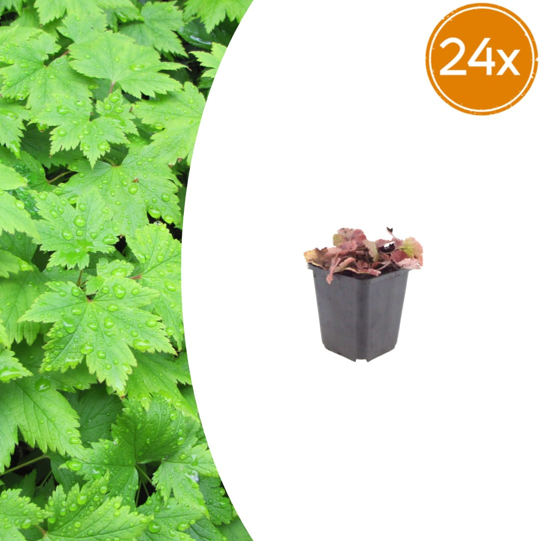 Tiarella cordifolia – 24 Pflanzen – Ø9cm – Höhe 10-25cm – Winterharte Schattenstaude – Weiße Blüten – Bodendecker für Gehölzrand, Beet & Waldgarten - Oasis of Life