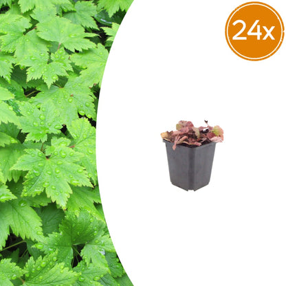 Tiarella cordifolia – 24 Pflanzen – Ø9cm – Höhe 10-25cm – Winterharte Schattenstaude – Weiße Blüten – Bodendecker für Gehölzrand, Beet & Waldgarten - Oasis of Life
