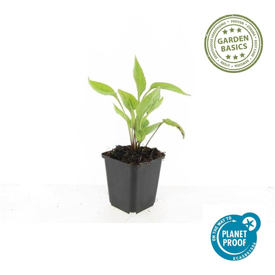 Scheinsonnenhut – Echinacea purpurea 'White Swan' – ↑10-25cm – Ø9cm – 6 Pflanzen – Weiße Blüten, Bienen- und Schmetterlingsfreundlich, pflegeleicht, robuste Staude 