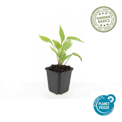 Scheinsonnenhut – Echinacea purpurea 'White Swan' – ↑10-25cm – Ø9cm – 6 Pflanzen – Weiße Blüten, Bienen- und Schmetterlingsfreundlich, pflegeleicht, robuste Staude 