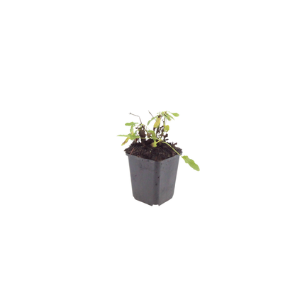 Salvia nemorosa Schneehügel – 6 Pflanzen – Ø9cm – Höhe 10-25cm – Steppensalbei – Hellblaue Blütenähren – Bienenfreundlich für Beet & Steingarten - Oasis of Life